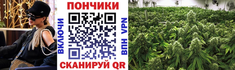 Бошки Шишки ГИДРОПОН  где купить наркоту  Новосибирск 